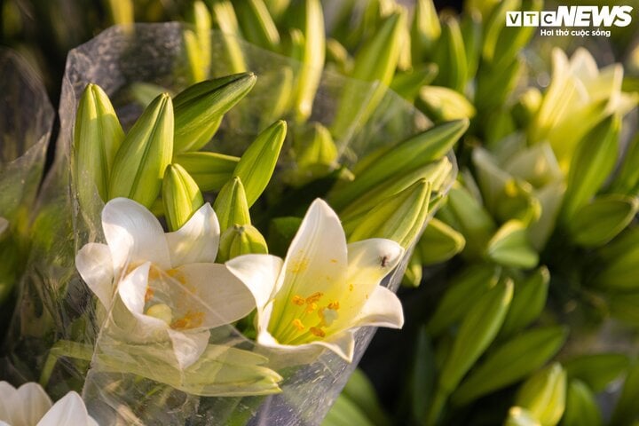 Hoa loa kèn đầu mùa xuống phố Hà Nội, giá chát vẫn hút khách mua - Ảnh 3