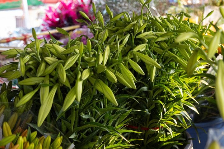 Hoa loa kèn đầu mùa xuống phố Hà Nội, giá chát vẫn hút khách mua - Ảnh 2