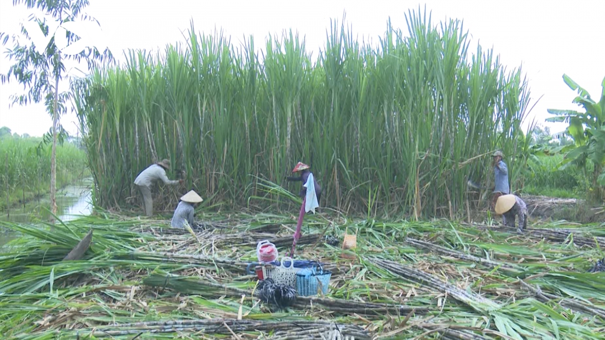 Bán mía chục giá cao, nông dân thu nhập hơn 10 triệu đồng/công - Ảnh 1