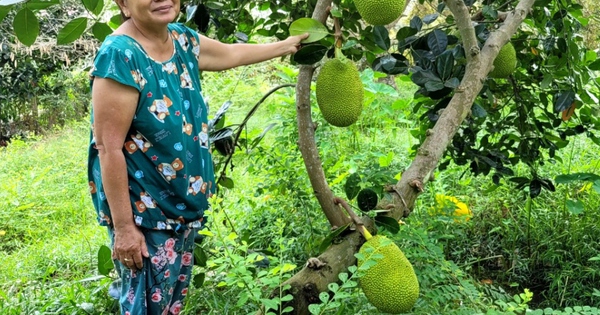 Giữa mùa hạn mặn, nhà vườn Tiền Giang bội thu từ vườn mít