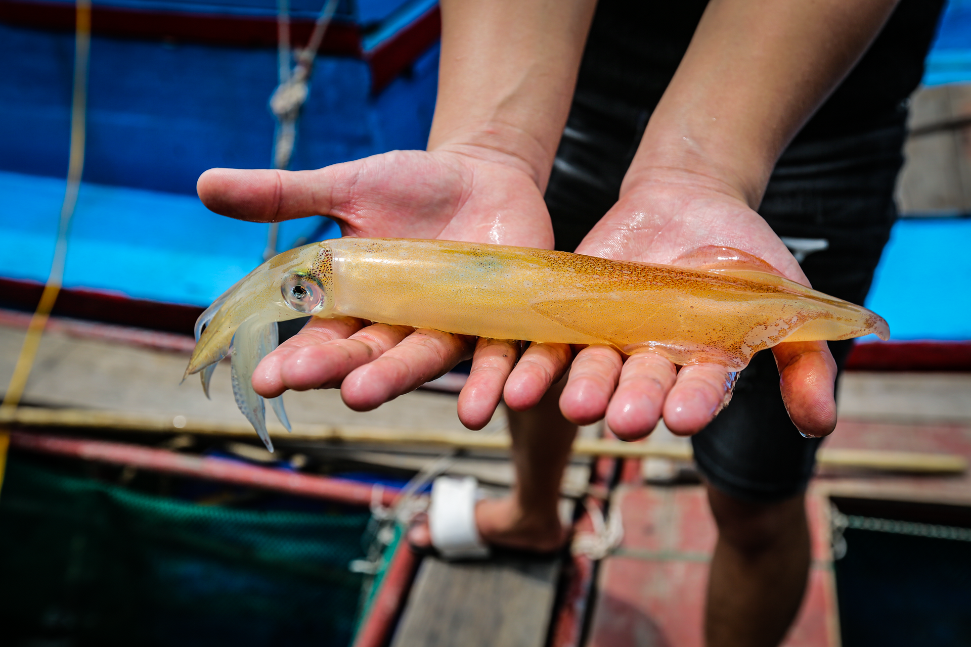 Mực nhảy Vũng Áng vào mùa, giá đắt đỏ vẫn 'cháy hàng' - Ảnh 4