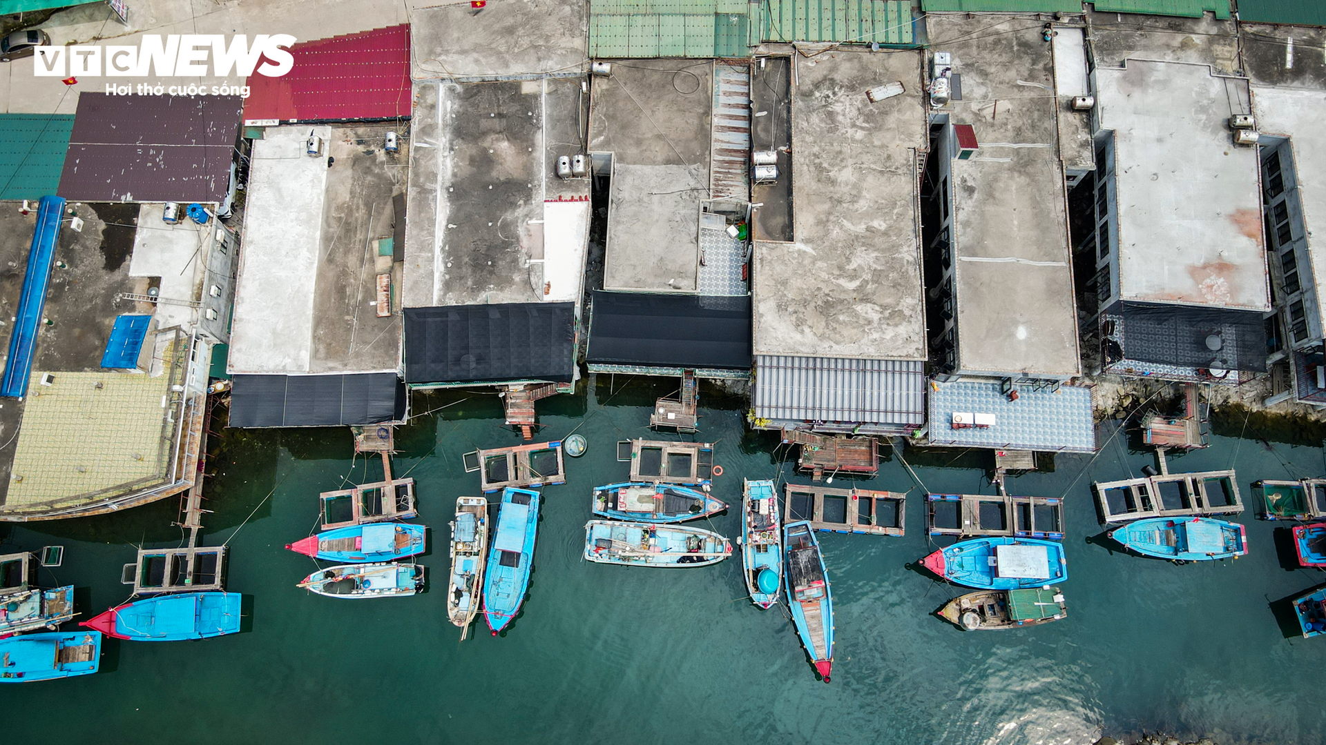 Mực nhảy Vũng Áng vào mùa, giá đắt đỏ vẫn 'cháy hàng' - Ảnh 2