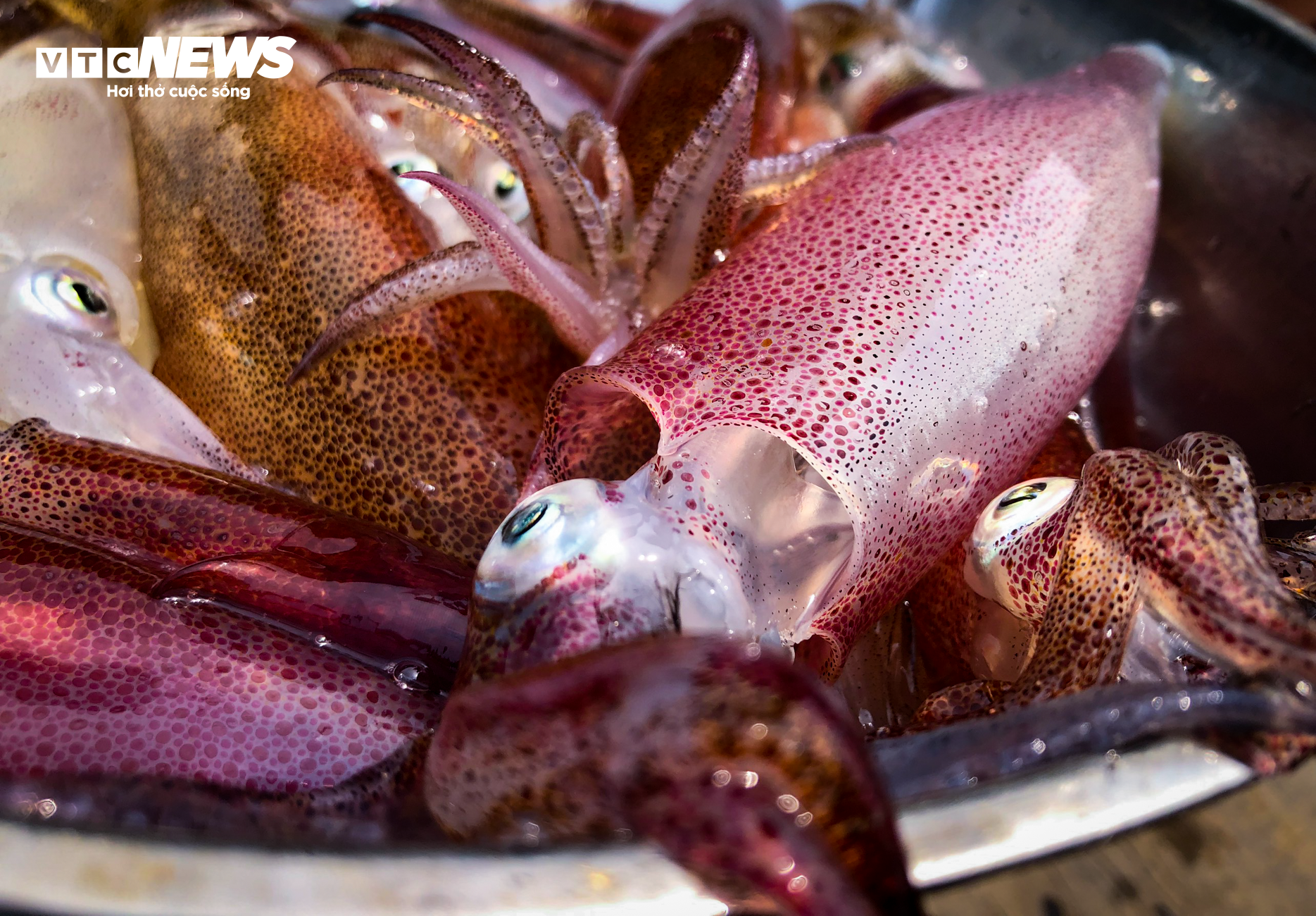 Mực nhảy Vũng Áng vào mùa, giá đắt đỏ vẫn 'cháy hàng' - Ảnh 10