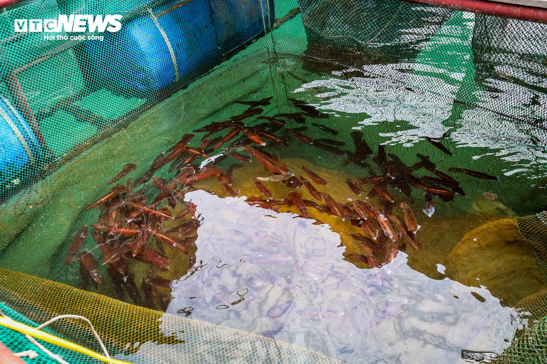 Mực nhảy Vũng Áng vào mùa, giá đắt đỏ vẫn 'cháy hàng' - Ảnh 1