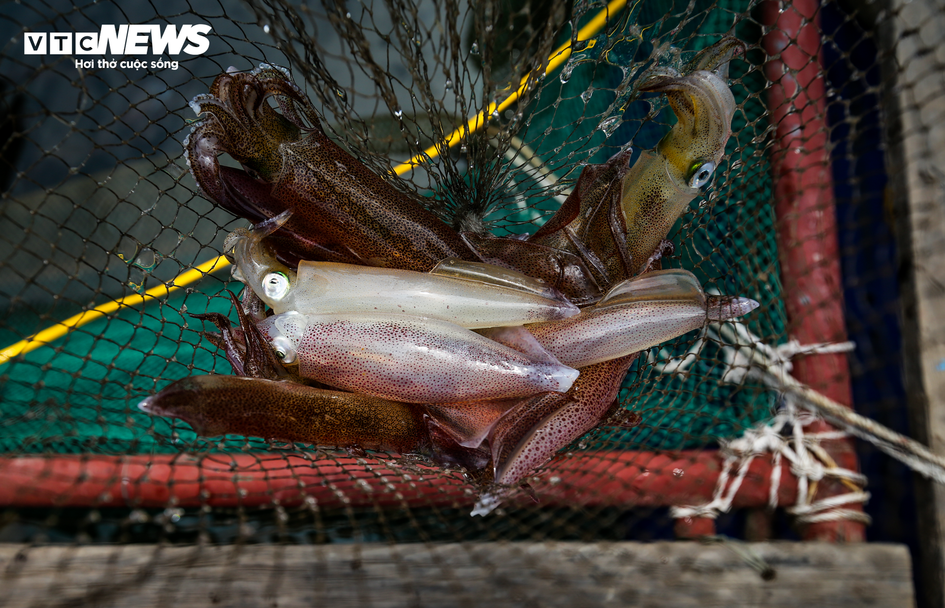 Mực nhảy Vũng Áng vào mùa, giá đắt đỏ vẫn 'cháy hàng' - Ảnh 8