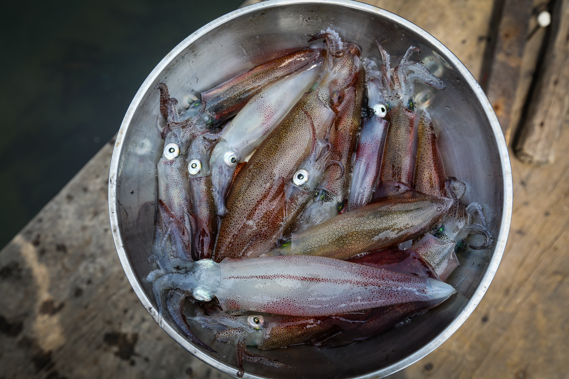 Mực nhảy Vũng Áng vào mùa, giá đắt đỏ vẫn 'cháy hàng' - Ảnh 3