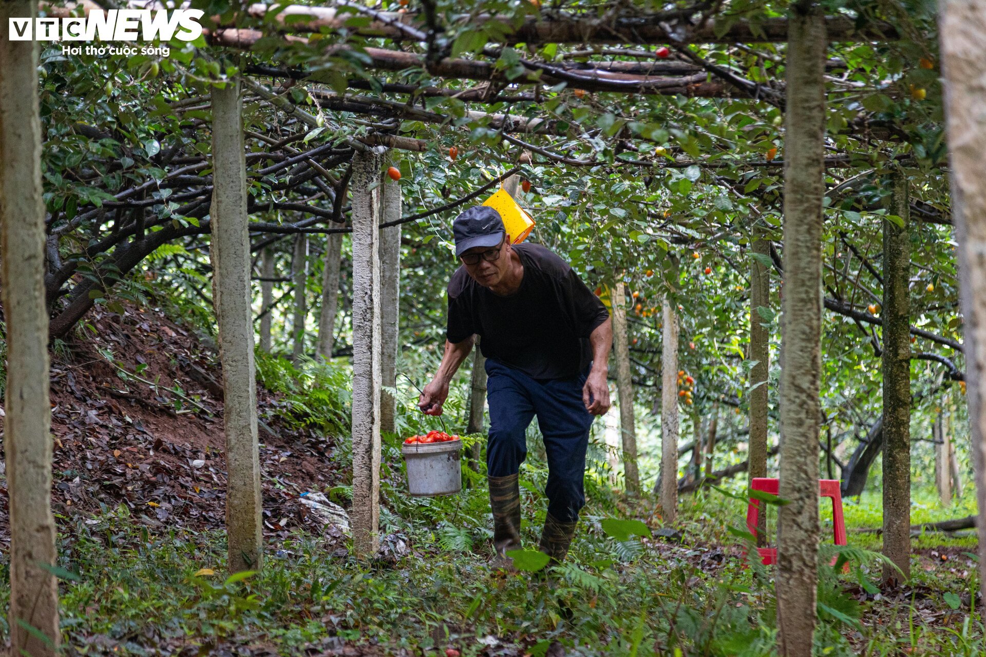 'Thủ phủ' nhót ở Hà Nội mất mùa, giá tăng dựng đứng - Ảnh 5