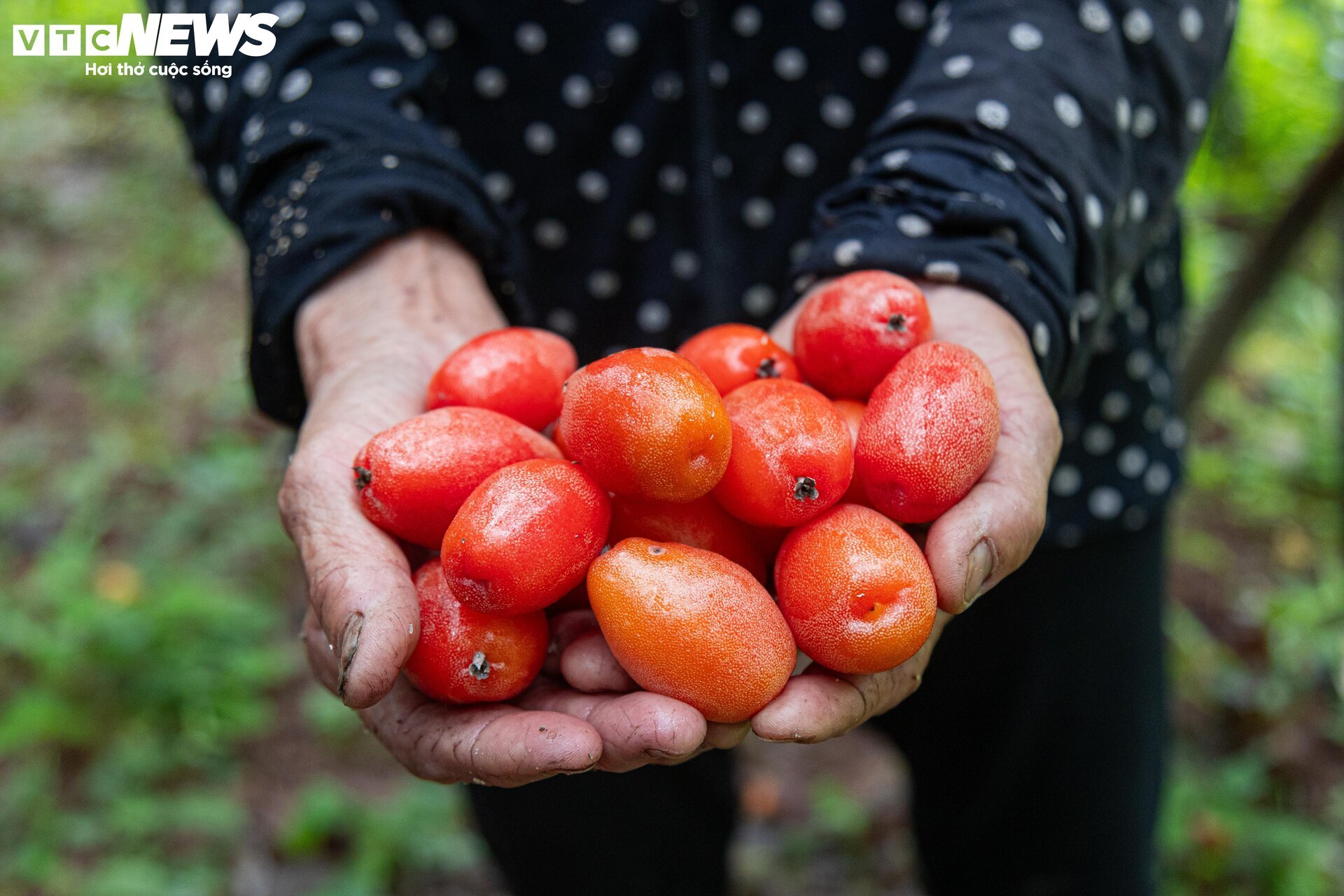 'Thủ phủ' nhót ở Hà Nội mất mùa, giá tăng dựng đứng - Ảnh 9