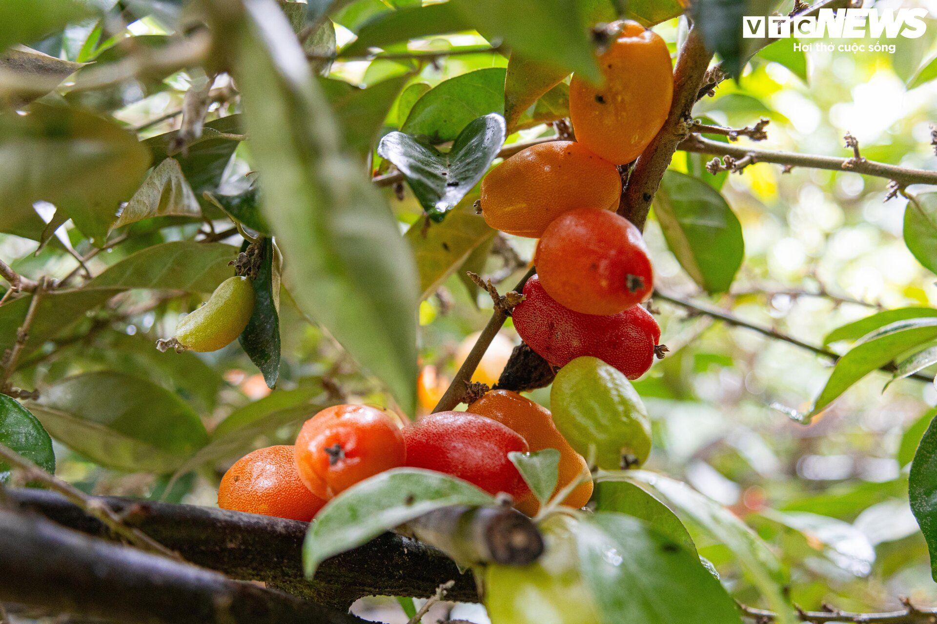 'Thủ phủ' nhót ở Hà Nội mất mùa, giá tăng dựng đứng - Ảnh 3