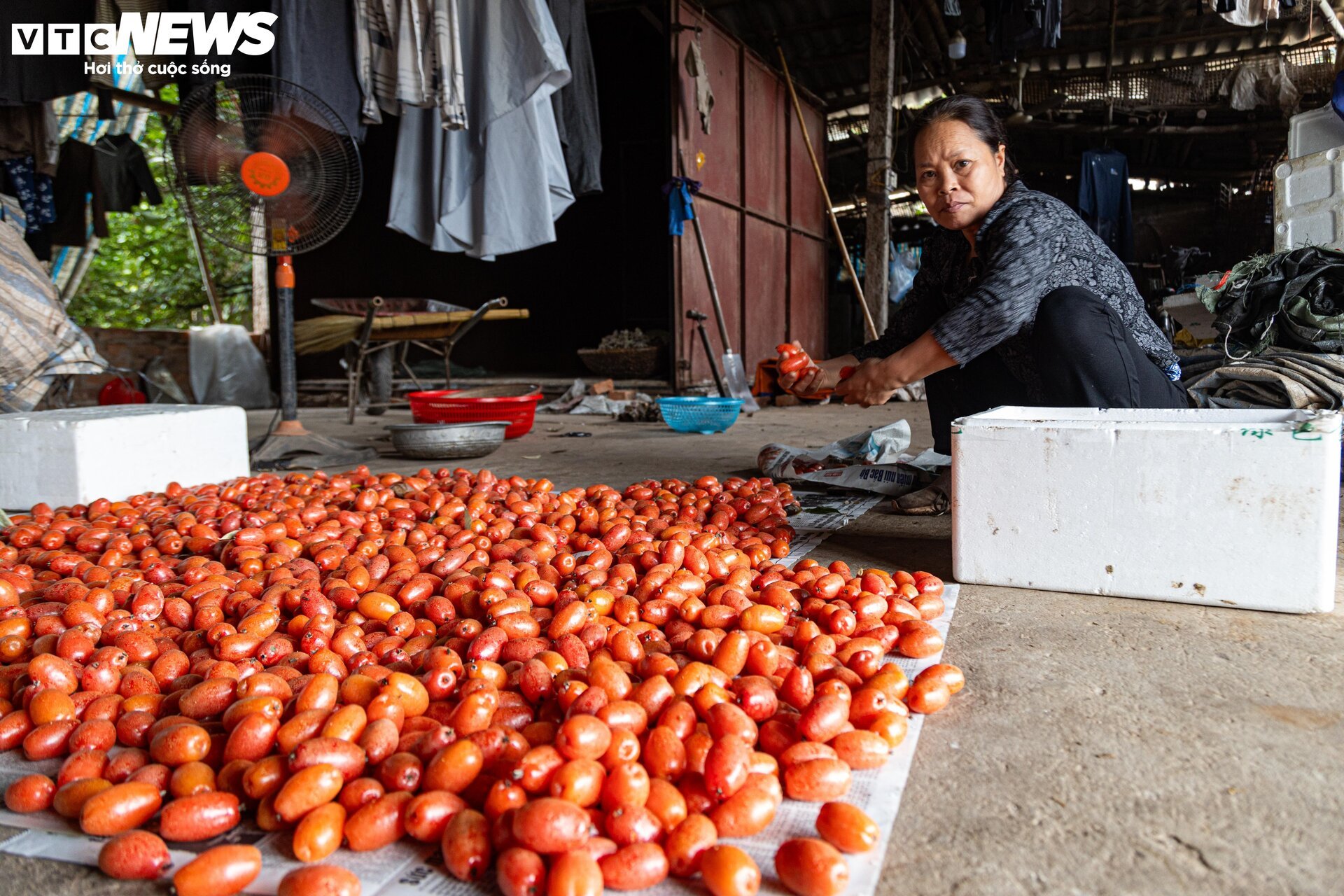 'Thủ phủ' nhót ở Hà Nội mất mùa, giá tăng dựng đứng - Ảnh 12