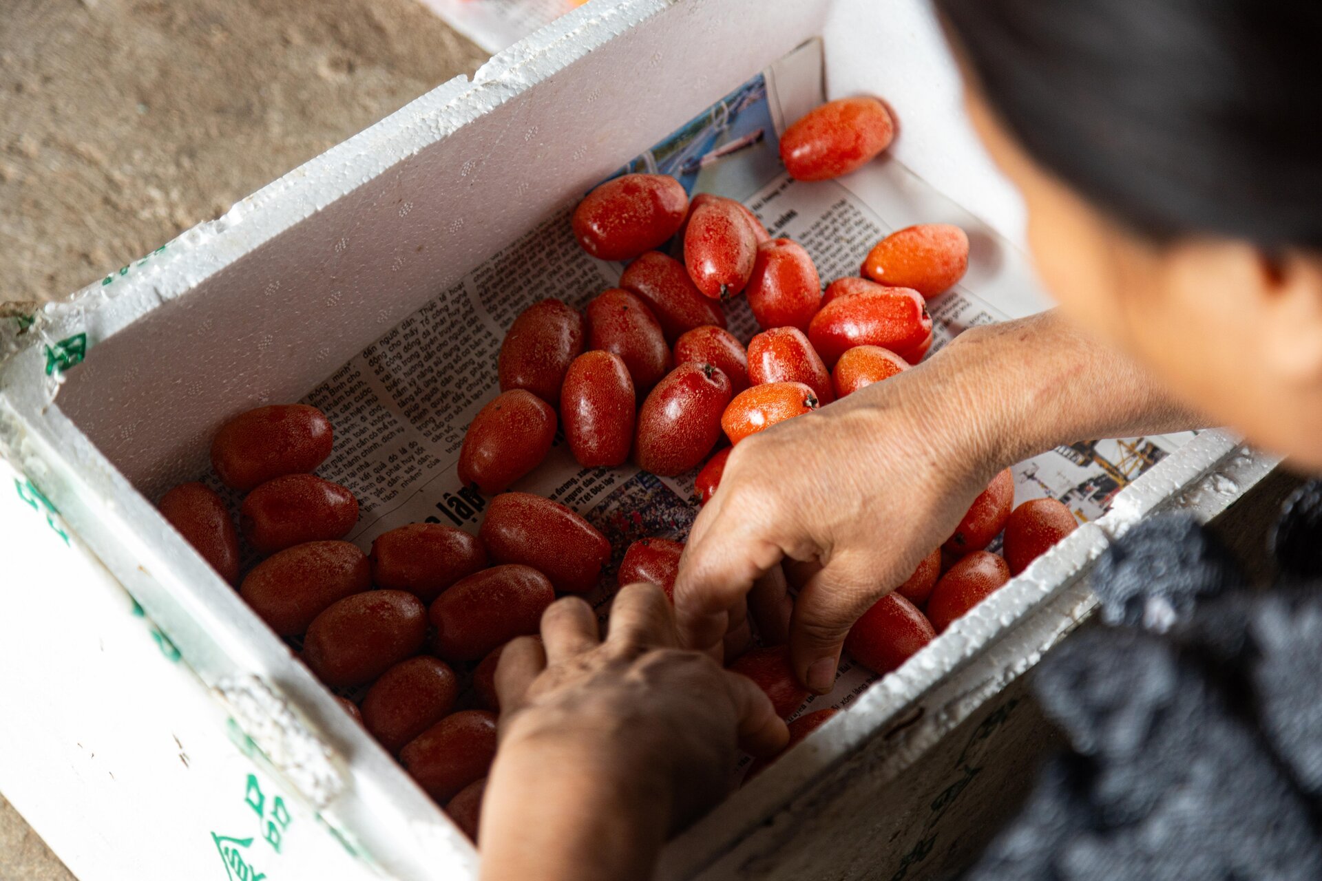 'Thủ phủ' nhót ở Hà Nội mất mùa, giá tăng dựng đứng - Ảnh 14