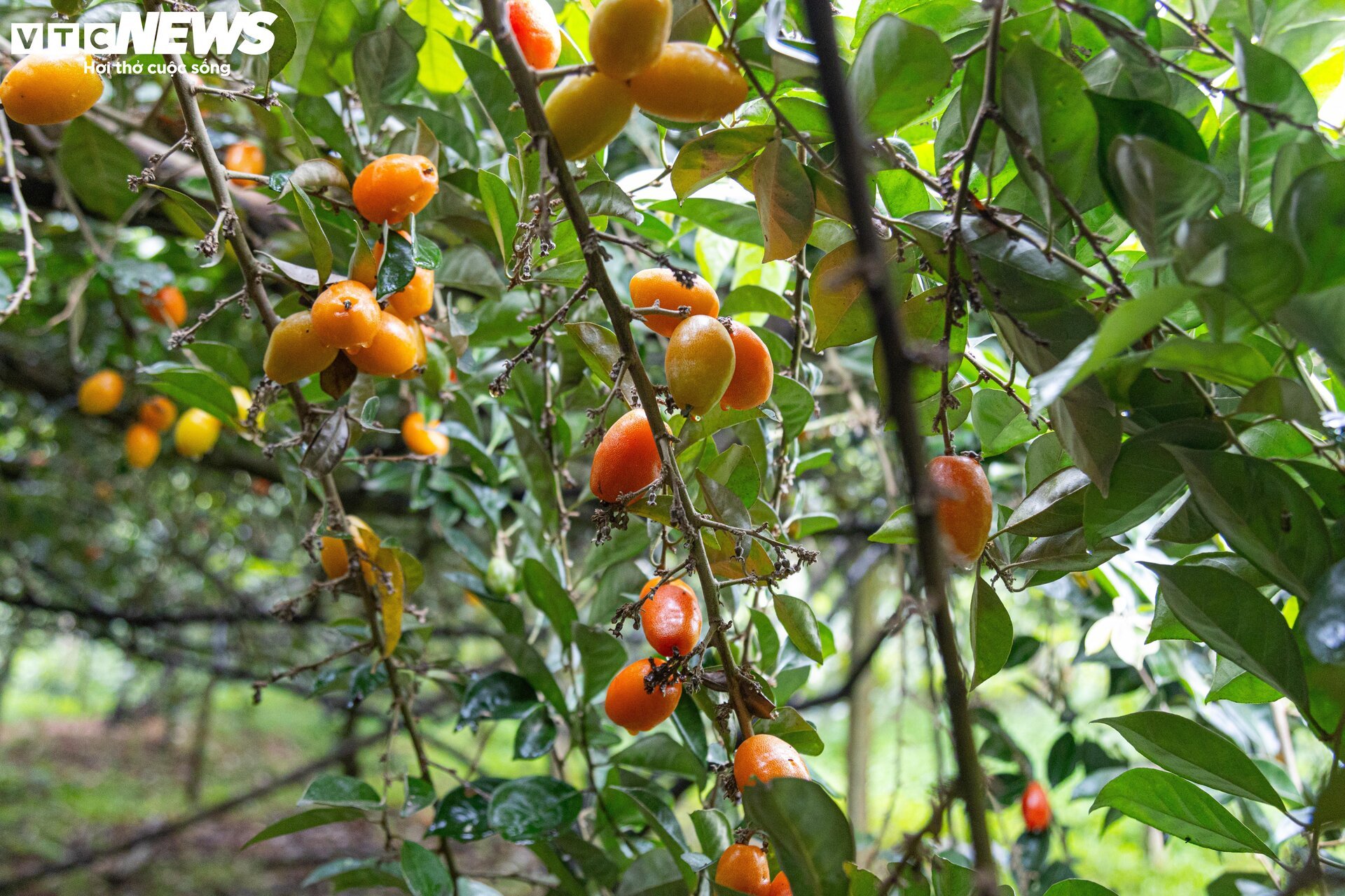 'Thủ phủ' nhót ở Hà Nội mất mùa, giá tăng dựng đứng - Ảnh 1