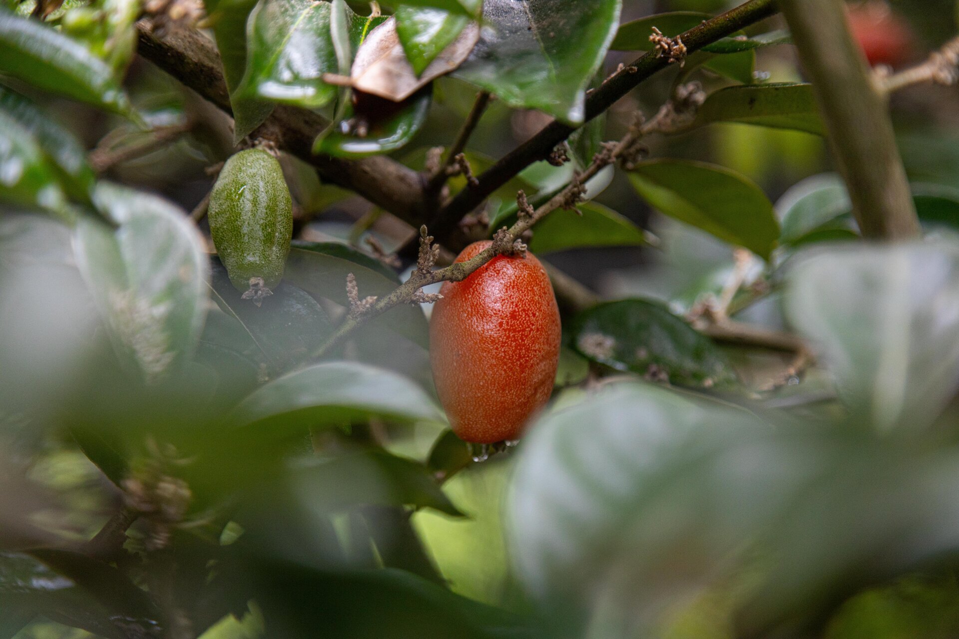 'Thủ phủ' nhót ở Hà Nội mất mùa, giá tăng dựng đứng - Ảnh 2