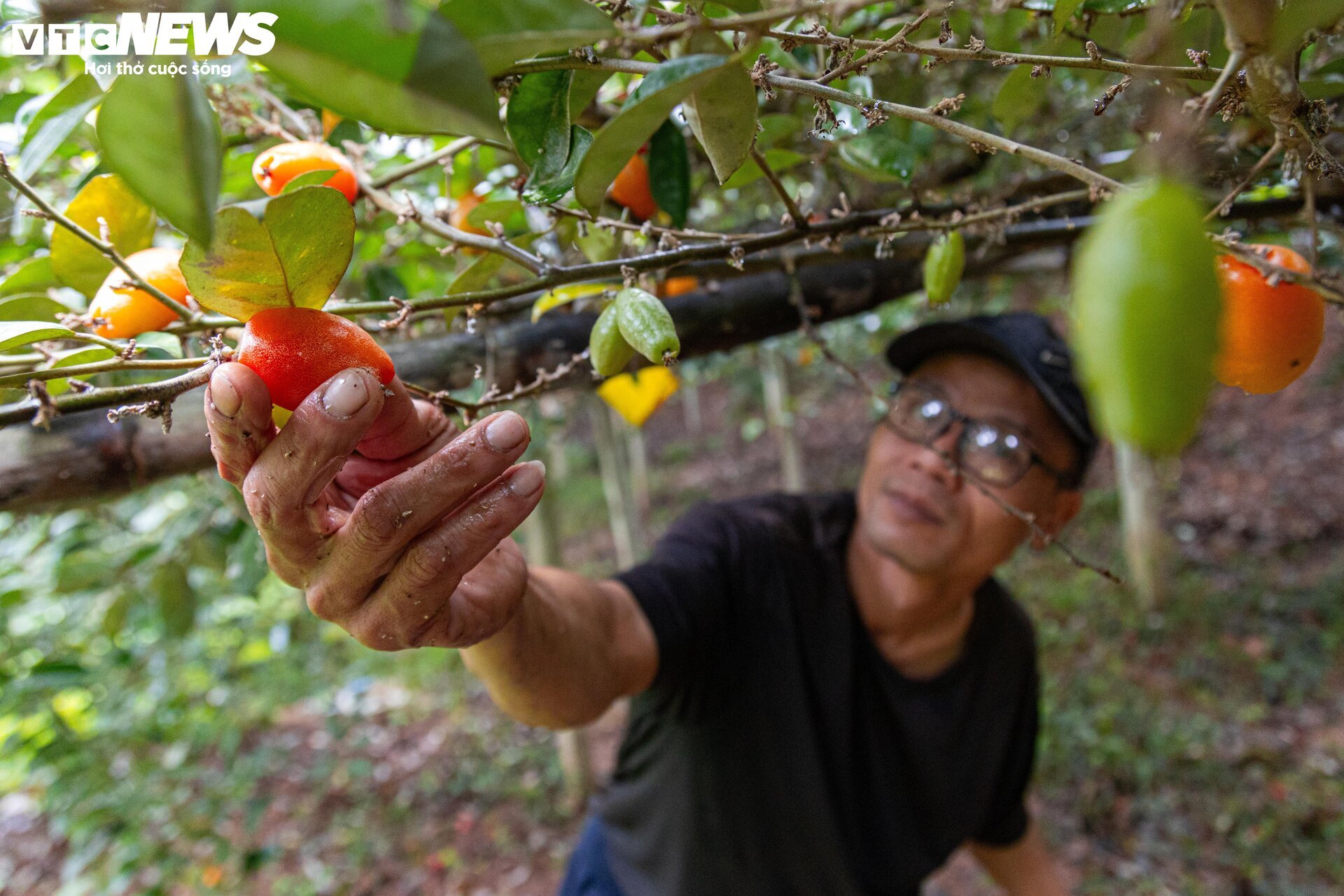 'Thủ phủ' nhót ở Hà Nội mất mùa, giá tăng dựng đứng - Ảnh 6