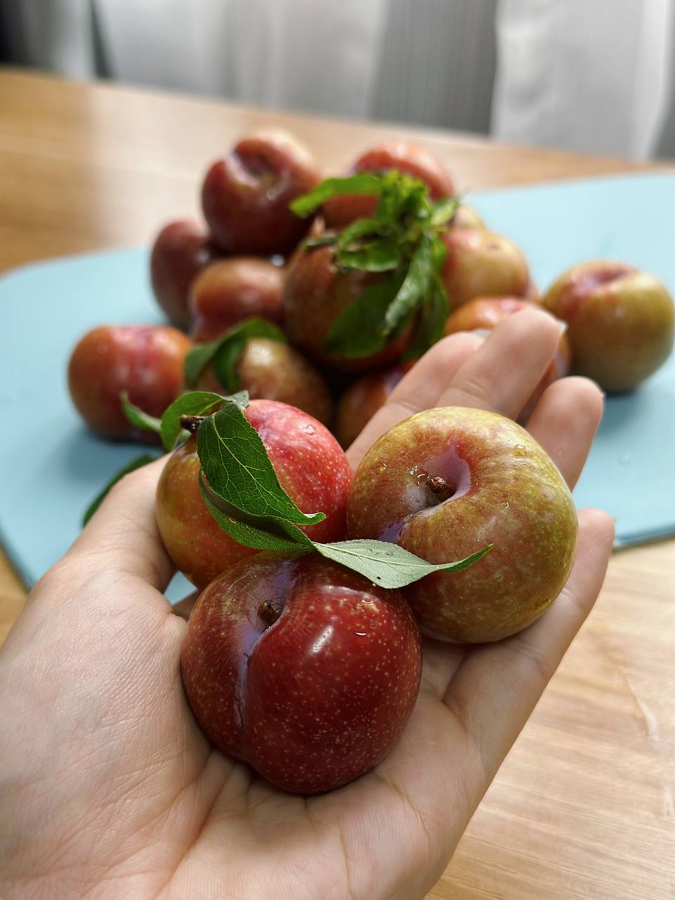 Tình hình mận đầu mùa: Vài trăm nghìn/kg vẫn đổ xô mua, dân tình mukbang rần rần dù chua nhăn mặt - Ảnh 12