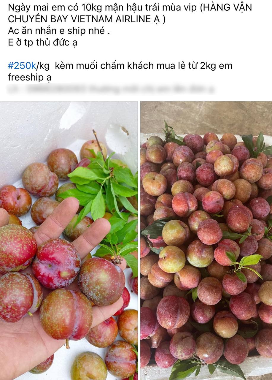 Tình hình mận đầu mùa: Vài trăm nghìn/kg vẫn đổ xô mua, dân tình mukbang rần rần dù chua nhăn mặt - Ảnh 9