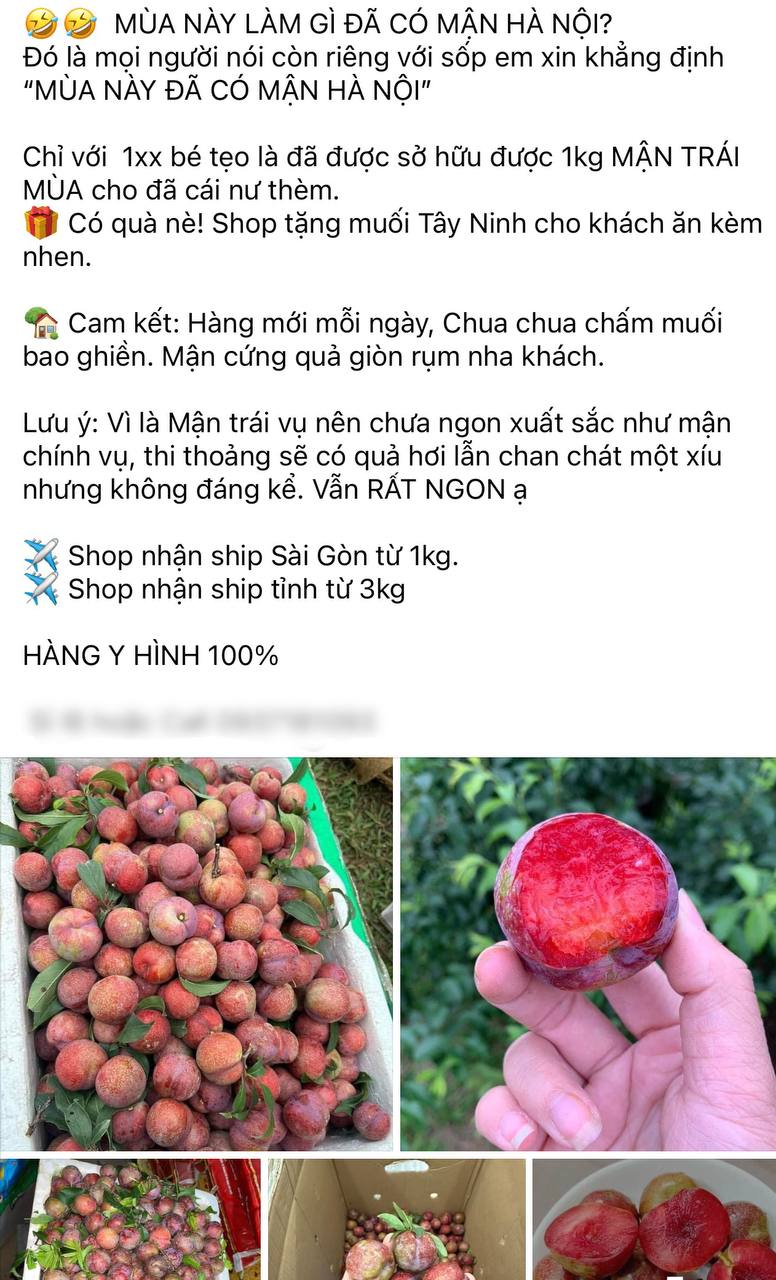 Tình hình mận đầu mùa: Vài trăm nghìn/kg vẫn đổ xô mua, dân tình mukbang rần rần dù chua nhăn mặt - Ảnh 8