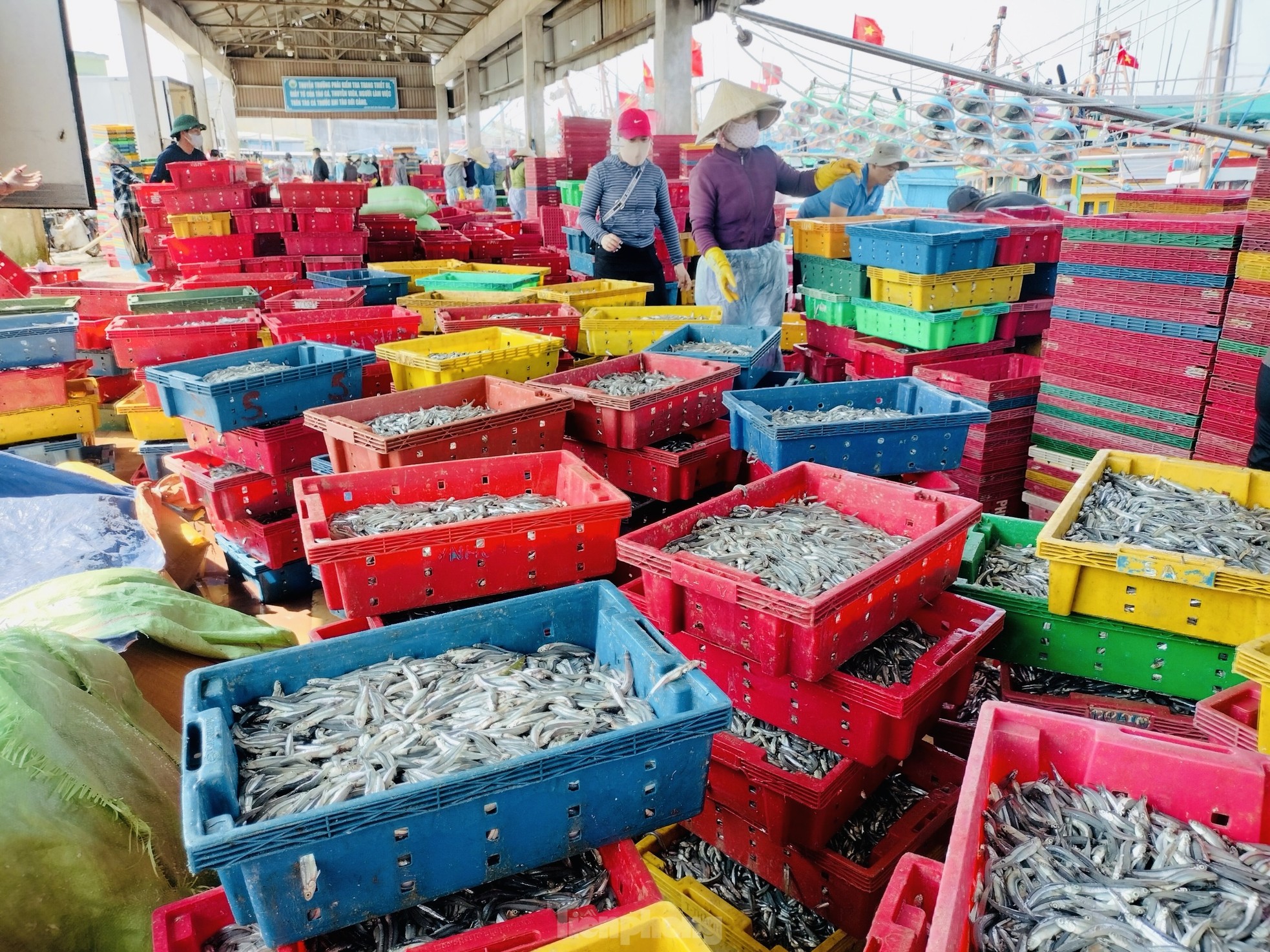 Ngư dân 'hốt bạc' vì trúng đậm mẻ cá lớn trong đêm - Ảnh 12