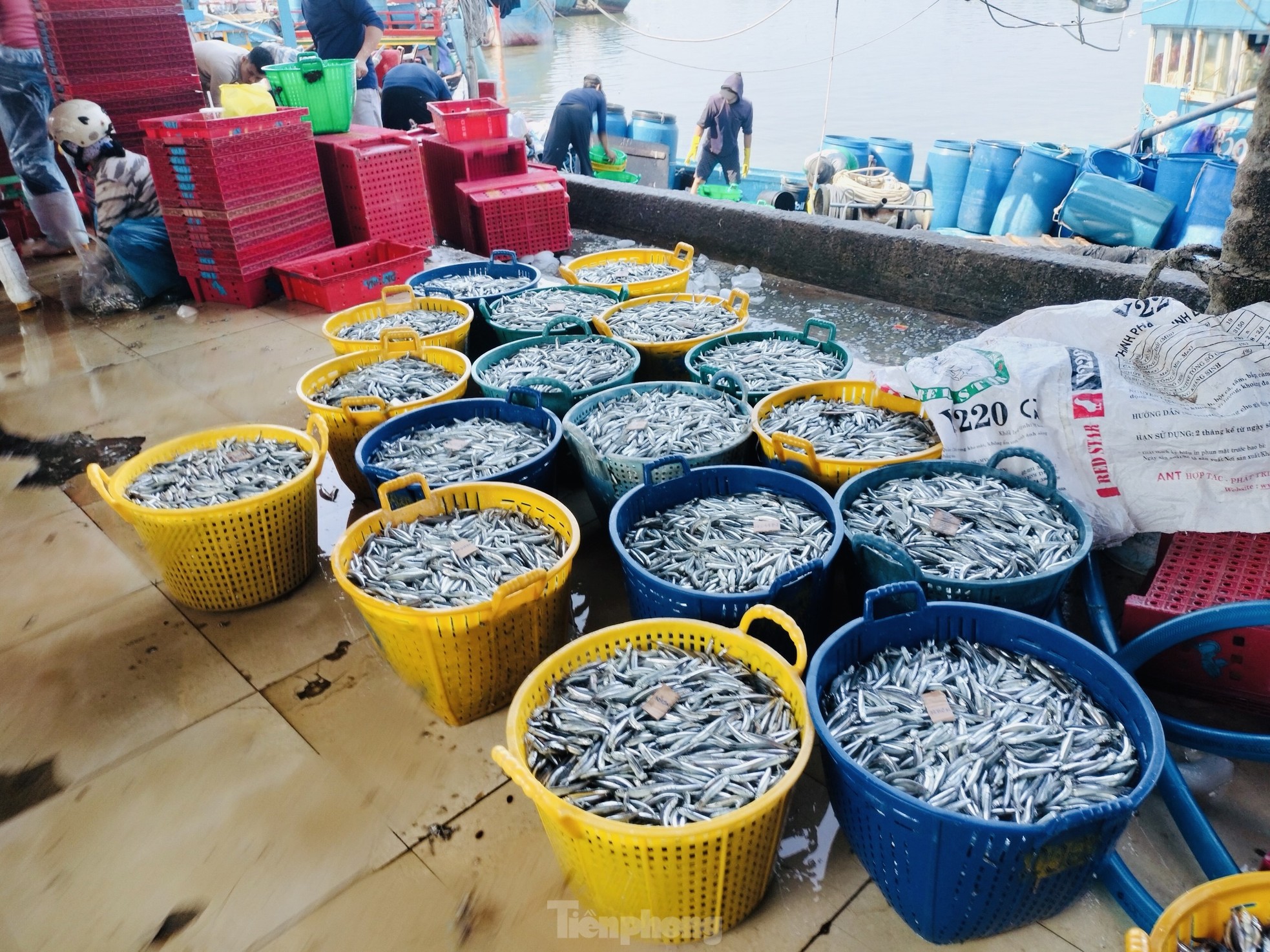 Ngư dân 'hốt bạc' vì trúng đậm mẻ cá lớn trong đêm - Ảnh 13