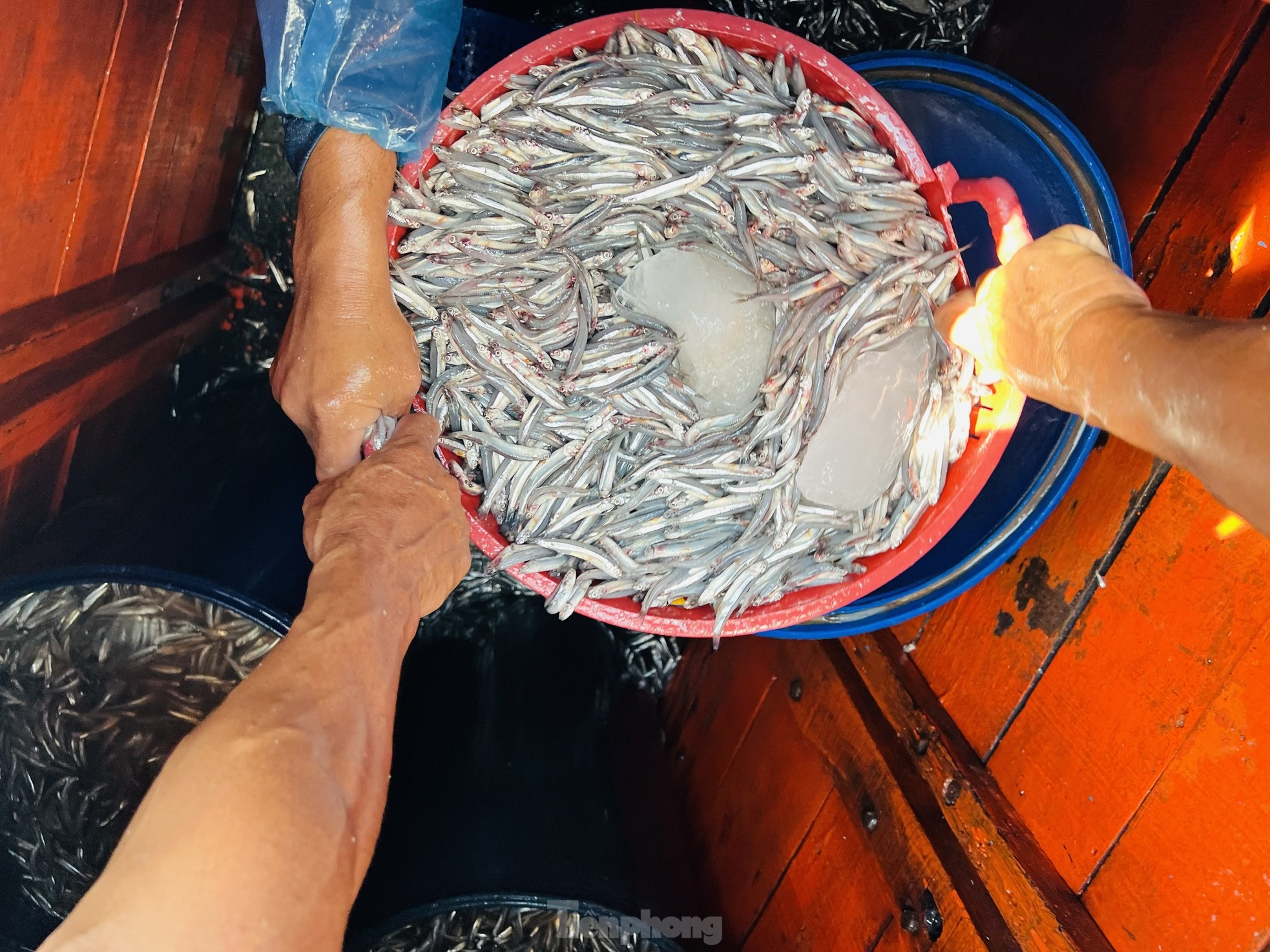 Ngư dân 'hốt bạc' vì trúng đậm mẻ cá lớn trong đêm - Ảnh 9