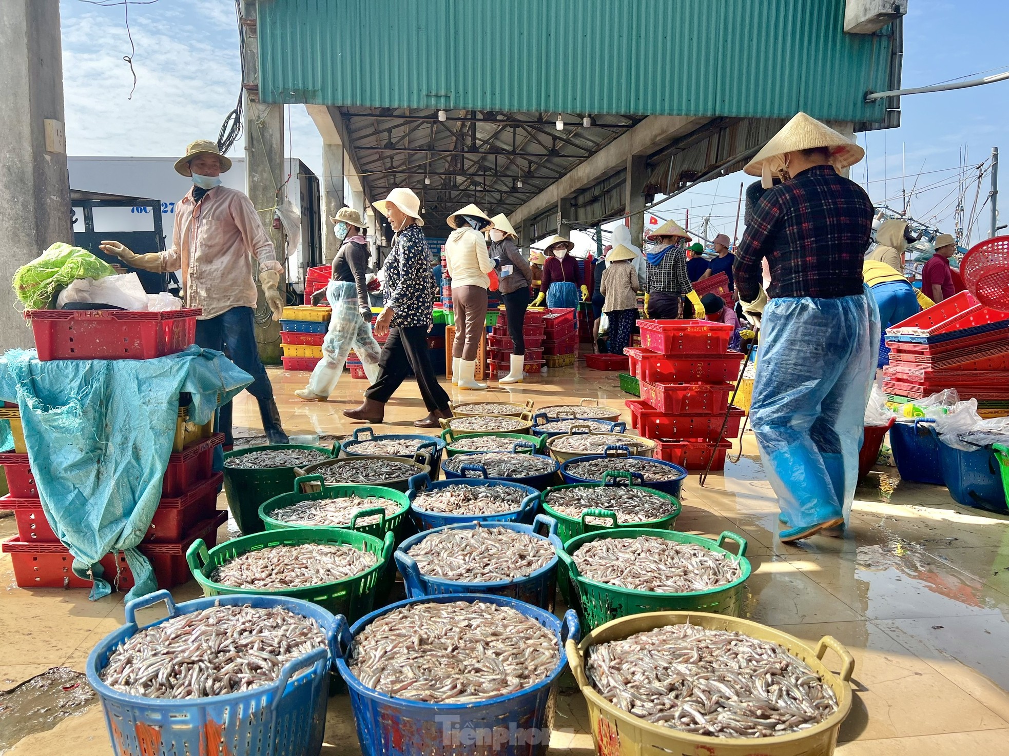 Ngư dân 'hốt bạc' vì trúng đậm mẻ cá lớn trong đêm - Ảnh 1