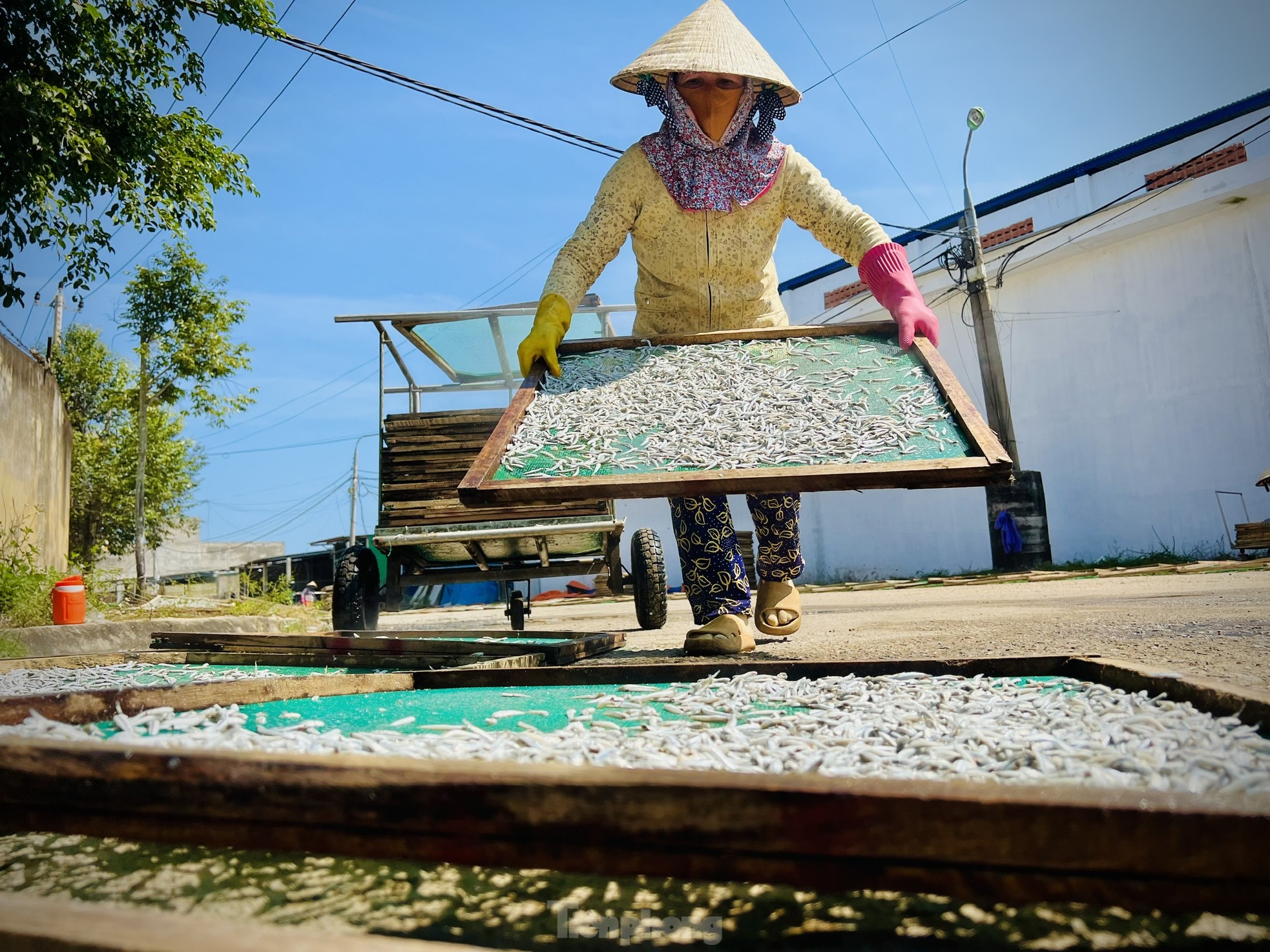 Ngư dân 'hốt bạc' vì trúng đậm mẻ cá lớn trong đêm - Ảnh 18