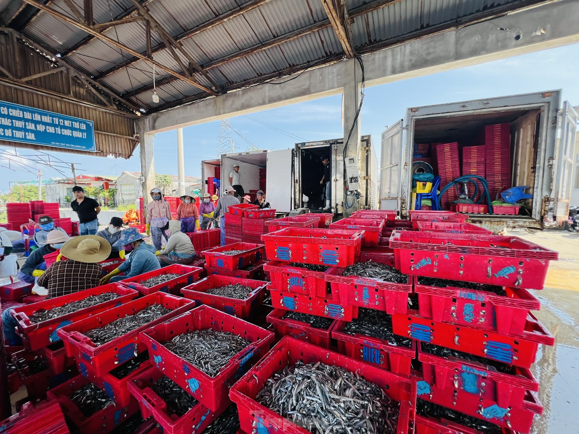 Ngư dân 'hốt bạc' vì trúng đậm mẻ cá lớn trong đêm - Ảnh 11