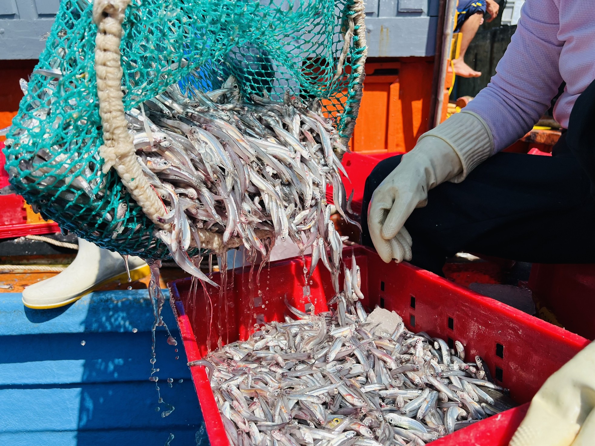 Ngư dân 'hốt bạc' vì trúng đậm mẻ cá lớn trong đêm - Ảnh 6