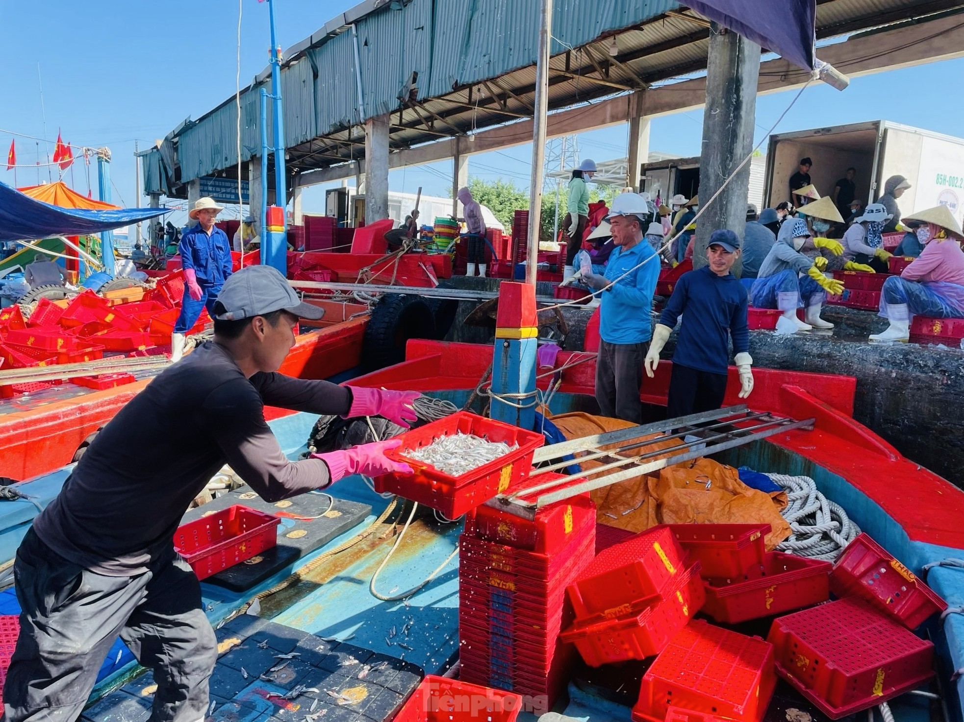 Ngư dân 'hốt bạc' vì trúng đậm mẻ cá lớn trong đêm - Ảnh 2