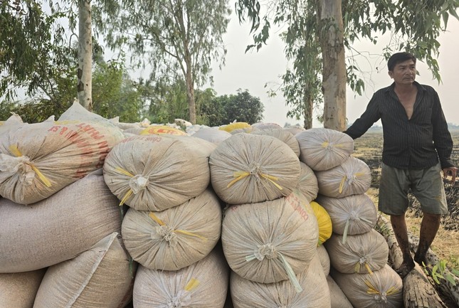 Khổ như nông dân bị cò 'ép giá' lúa - Ảnh 2