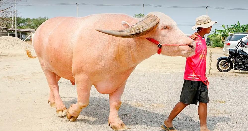 Một con trâu được bán với giá hơn 12 tỷ đồng có gì đặc biệt? - Ảnh 1