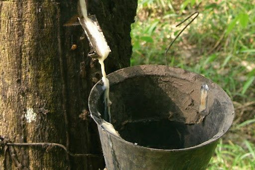 Giá cao su thế giới tăng 9 phiên liên tiếp đạt ‘đỉnh’ 13 năm - Ảnh 1