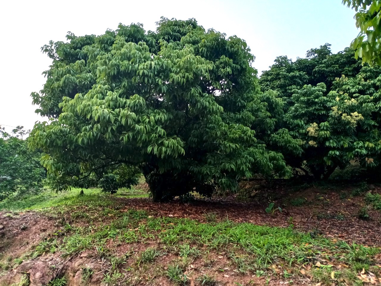 "Thủ phủ" vải thiều lớn nhất Việt Nam lo mất mùa, sản lượng giảm mạnh - Ảnh 1