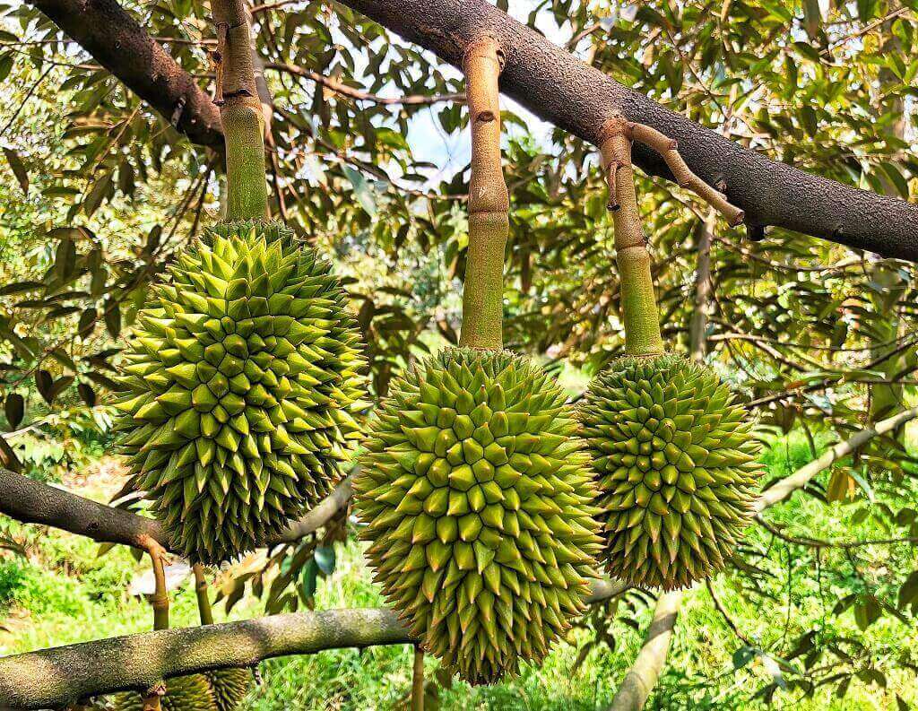 Một mặt hàng Thái Lan xuất khẩu top 1 thế giới nhưng vẫn ồ ạt nhập khẩu từ Việt Nam: Dùng vào mục đích gì? - Ảnh 2