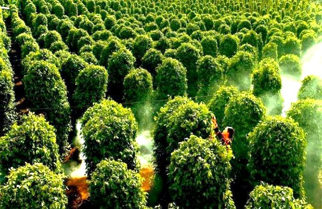 Đức bất ngờ săn lùng hàng trăm tấn 'vàng trên cây' của Việt Nam: tăng nhập khẩu hơn 400%, giá lập đỉnh giúp người dân trúng đậm - Ảnh 1