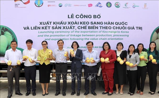 An Giang xuất khẩu lô xoài keo đầu tiên sang Hàn Quốc - Ảnh 2