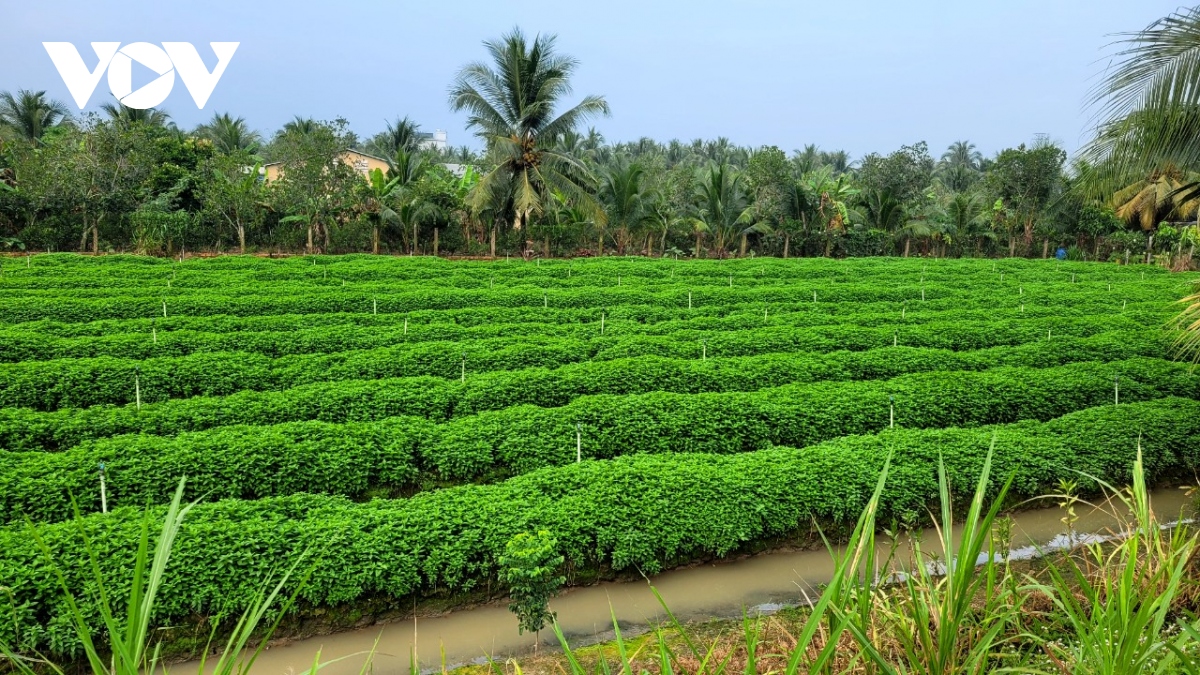 Rau màu mất giá, nông dân không có lãi - Ảnh 1