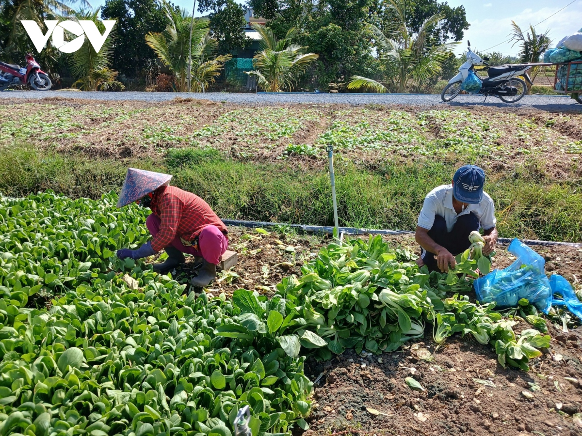 Rau màu mất giá, nông dân không có lãi - Ảnh 2