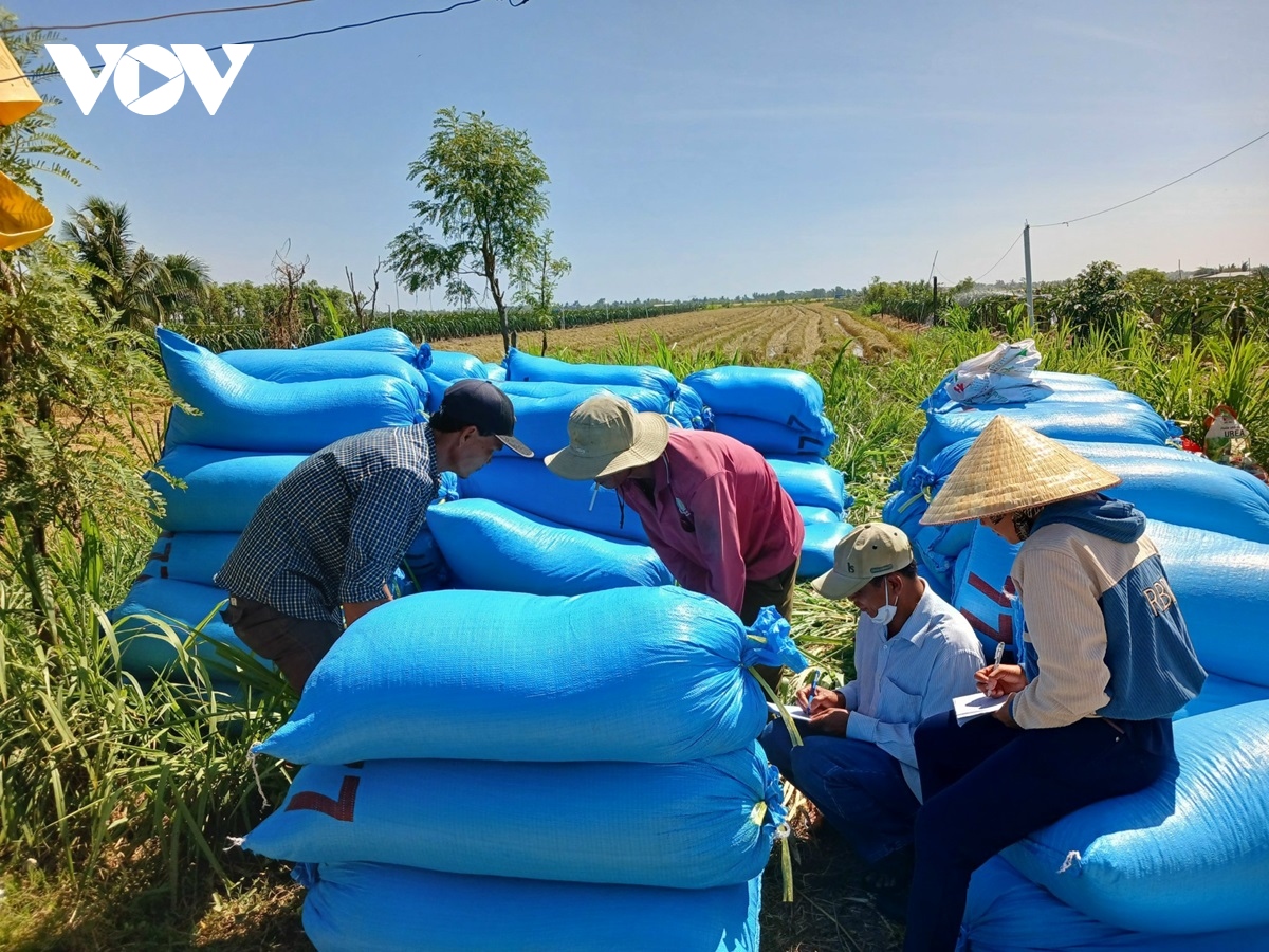 Lúa Đông Xuân ĐBSCL giảm giá, doanh nghiệp thu mua gặp khó - Ảnh 3