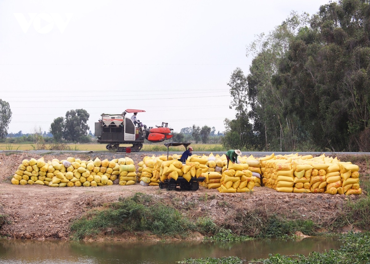 Lúa Đông Xuân ĐBSCL giảm giá, doanh nghiệp thu mua gặp khó - Ảnh 2