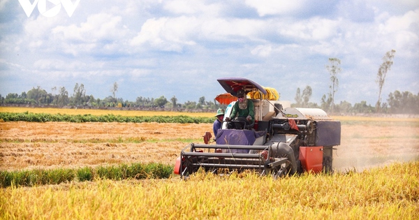 Lúa Đông Xuân ĐBSCL giảm giá, doanh nghiệp thu mua gặp khó