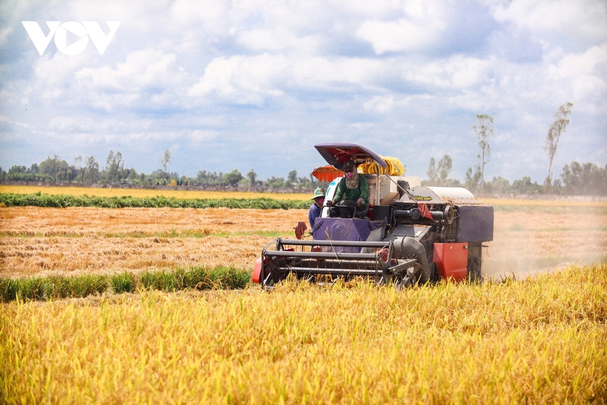 Lúa Đông Xuân ĐBSCL giảm giá, doanh nghiệp thu mua gặp khó - Ảnh 1