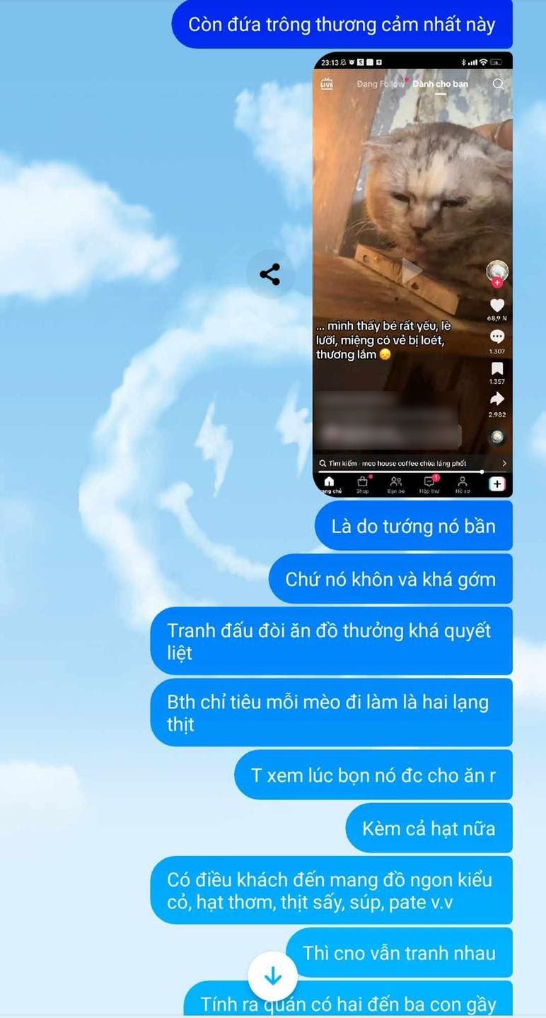 Khách đến cà phê mèo "cầu cứu" vì rất nhiều mèo ốm yếu, dân mạng bức xúc còn chủ quán phản ứng thế nào? - Ảnh 11