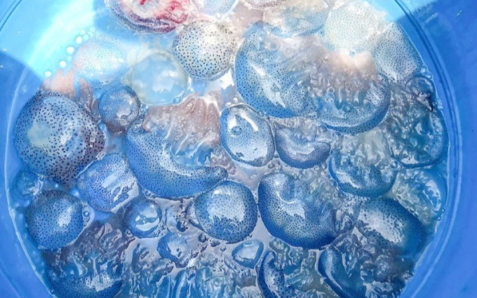 Con nuốc là con gì mà hôm nay lại xôn xao khắp MXH: Giá lên tới 200k/kg, từ món ăn độc lạ trở thành "cơn sốt" ẩm thực - Ảnh 3