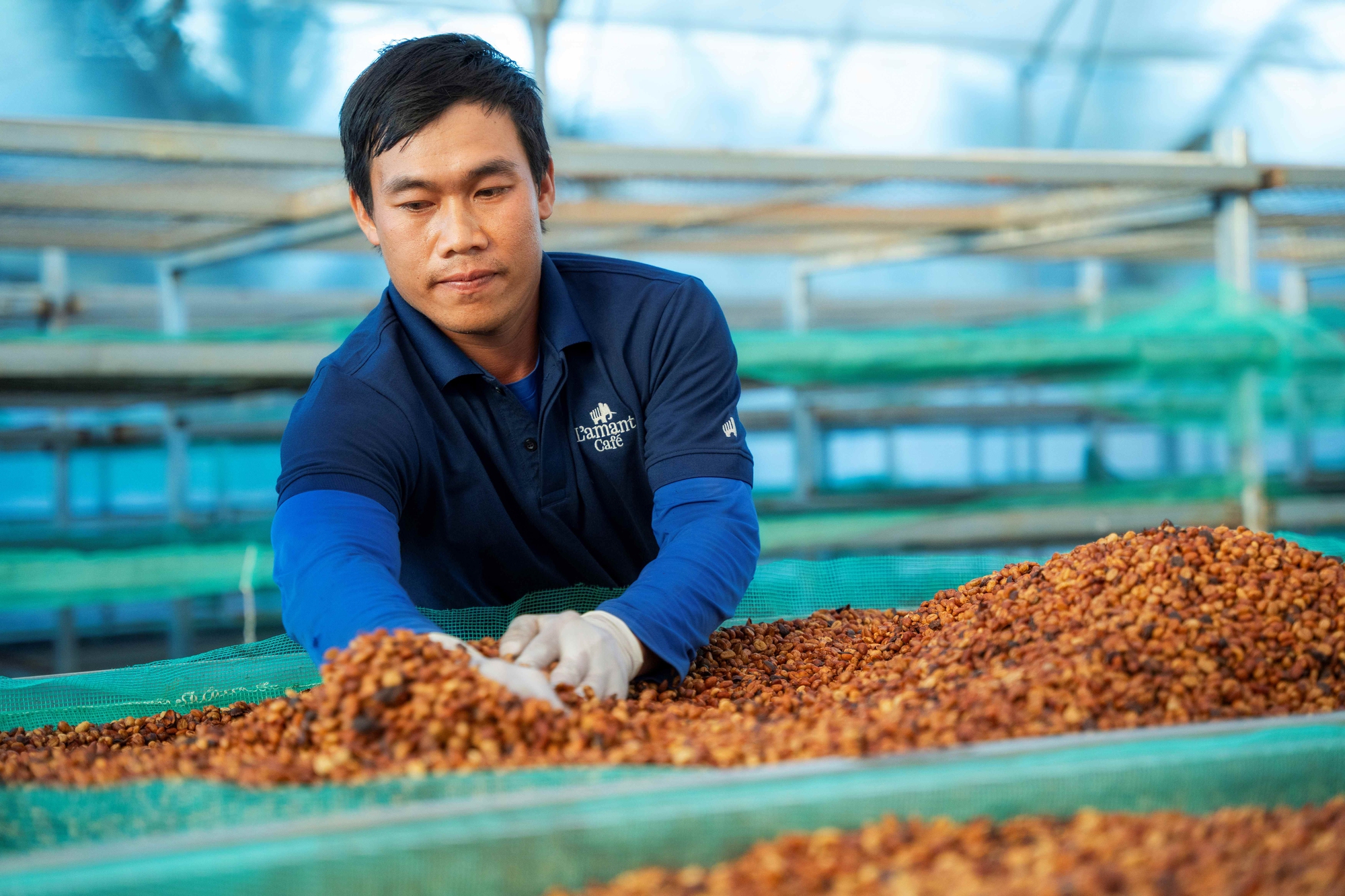 Giảm thiểu rủi ro trong “bão giá” cà phê - Ảnh 1