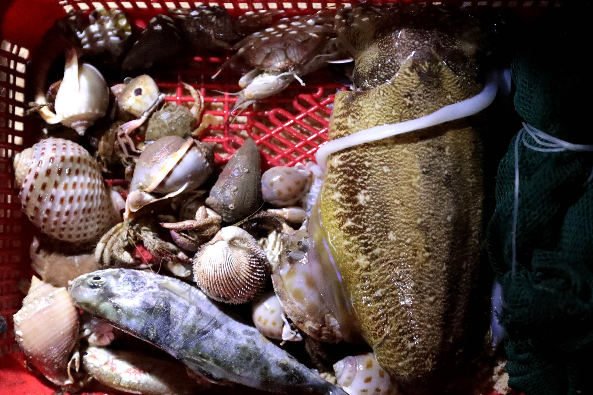 Độc lạ 'bến đèn pin' buôn bán hải sản sớm tinh mơ - Ảnh 9