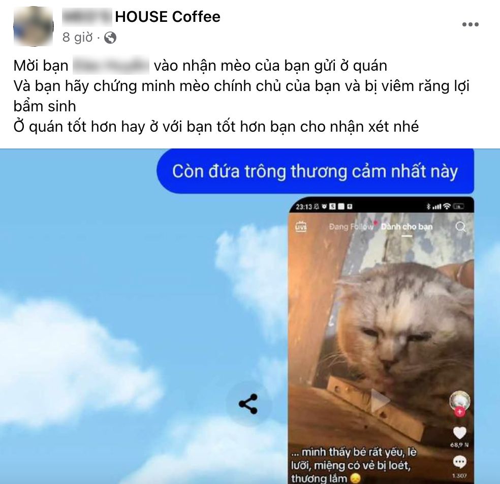 Khách đến cà phê mèo "cầu cứu" vì rất nhiều mèo ốm yếu, dân mạng bức xúc còn chủ quán phản ứng thế nào? - Ảnh 10