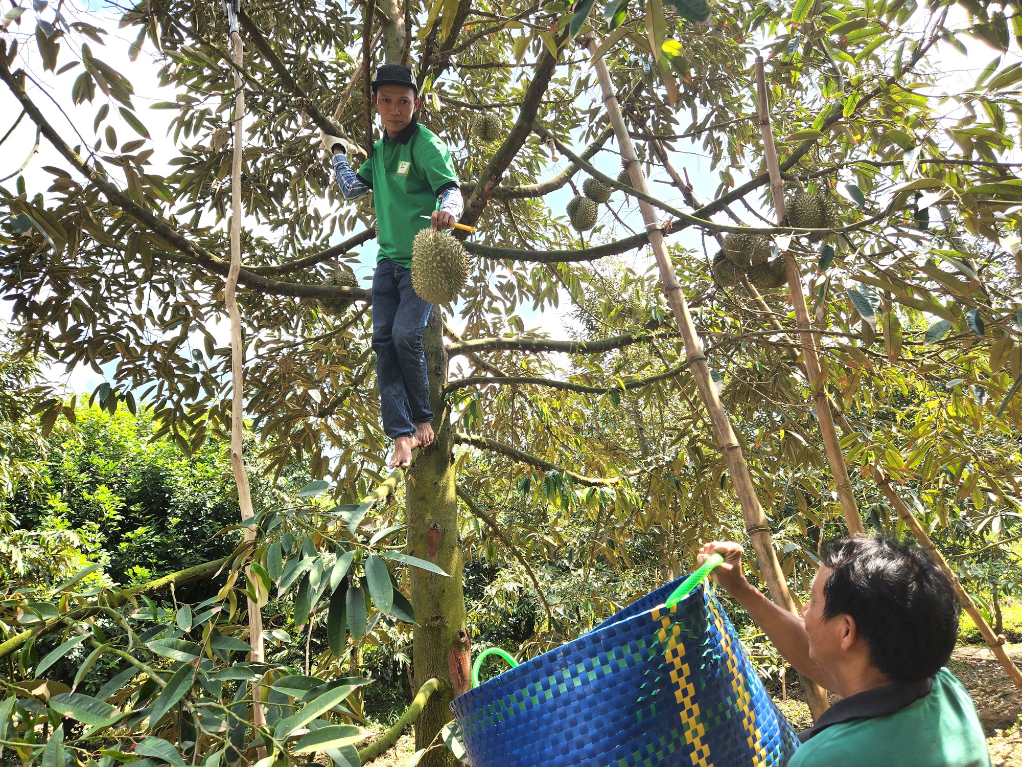 Sầu riêng rớt giá, nhà vườn lên mạng tìm người mua - Ảnh 2