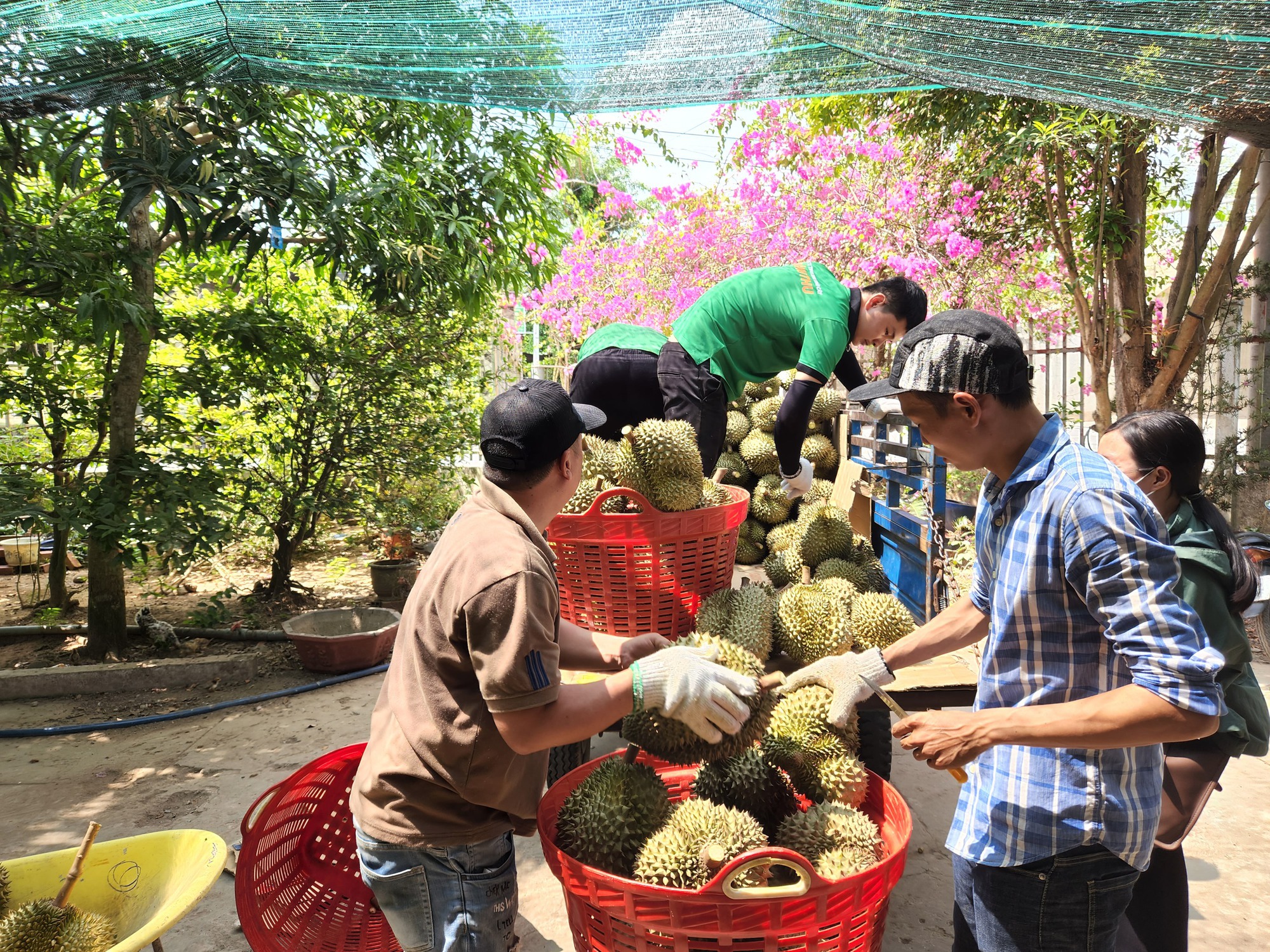 Sầu riêng rớt giá, nhà vườn lên mạng tìm người mua - Ảnh 1