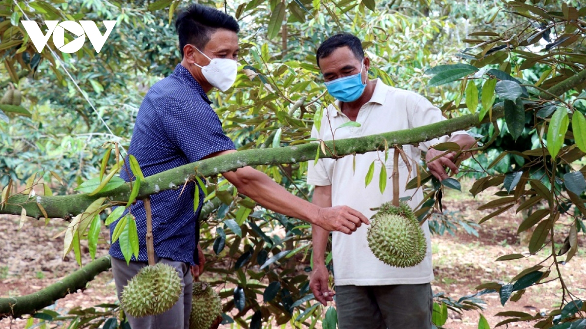 708 mã số vùng trồng sầu riêng được cấp phép xuất khẩu vào Trung Quốc - Ảnh 1